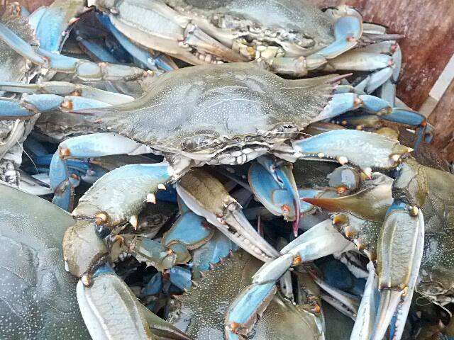 Maryland Crab Boys, LLC | 7158 Brooks Rd, Highland, MD 20777 | Phone: (301) 974-7174