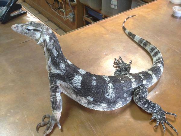 XYZReptiles | 17021 S Dixie Hwy A, Palmetto Bay, FL 33157, USA | Phone: (305) 305-5998