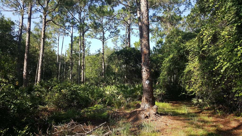 Palm Bluff Conservation Area | 1275 SR-415 Trail, Osteen, FL 32764, USA | Phone: (386) 329-4404