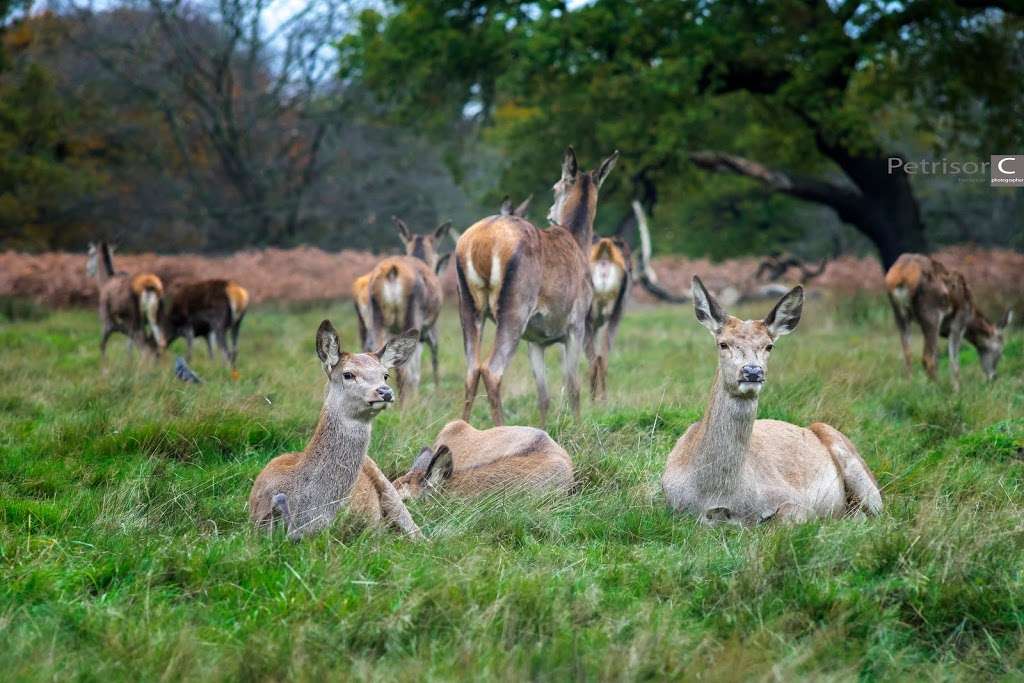 Richmond Park | Richmond, UK | Phone: 0300 061 2200