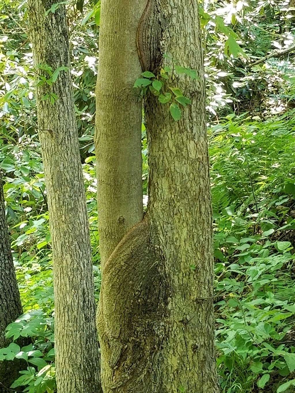 Appalachian Trail | Appalachian Trail, Bangor, PA 18013, USA