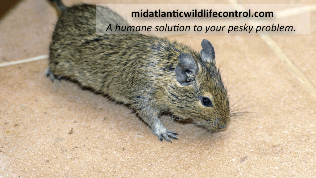 Mid-Atlantic Wildlife Control | 2502 Hanson Rd, Edgewood, MD 21040, USA | Phone: (443) 417-3137