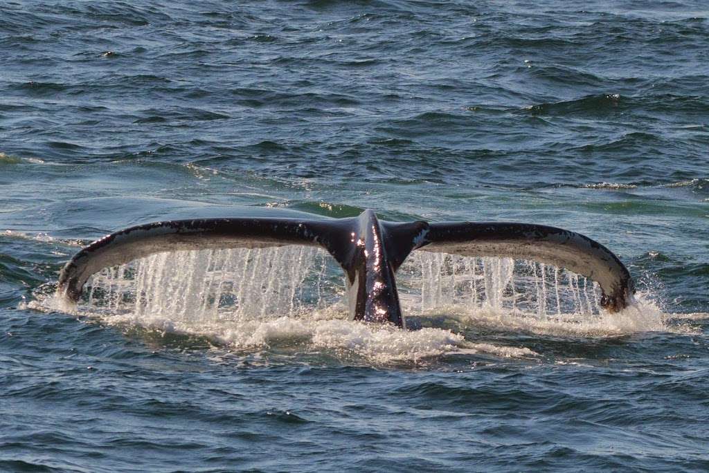 Cape Ann Whale Watch | 415 Main St, Gloucester, MA 01930, USA | Phone: (978) 283-5110