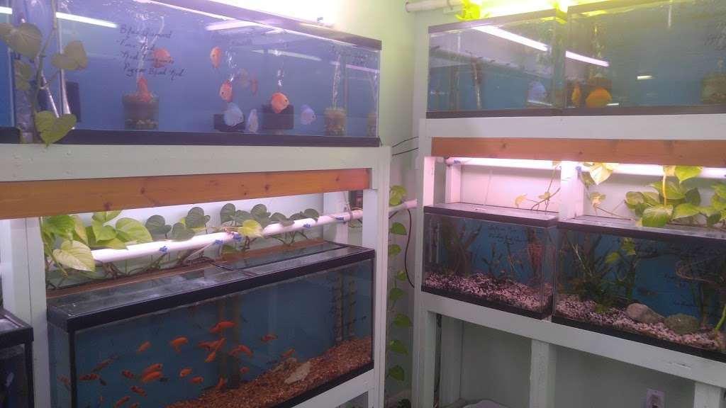 Fish Heads Aquatics Inc | 1758 SE 58th Ave, Ocala, FL 34480, USA | Phone: (352) 694-7855