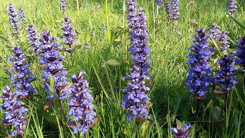 RSPB Tudeley Woods | Dislingbury Lane, Tonbridge TN11 0PT, UK | Phone: 01273 775333