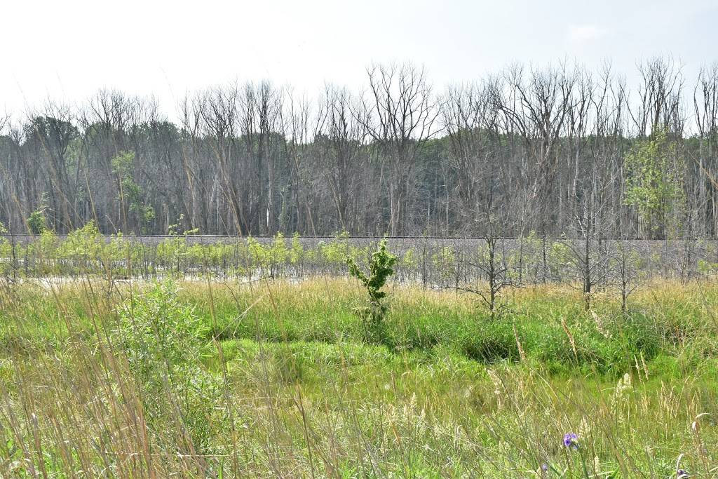 Eagle Marsh Nature Preserve | 6801 Engle Rd, Fort Wayne, IN 46804, USA | Phone: (260) 478-2515