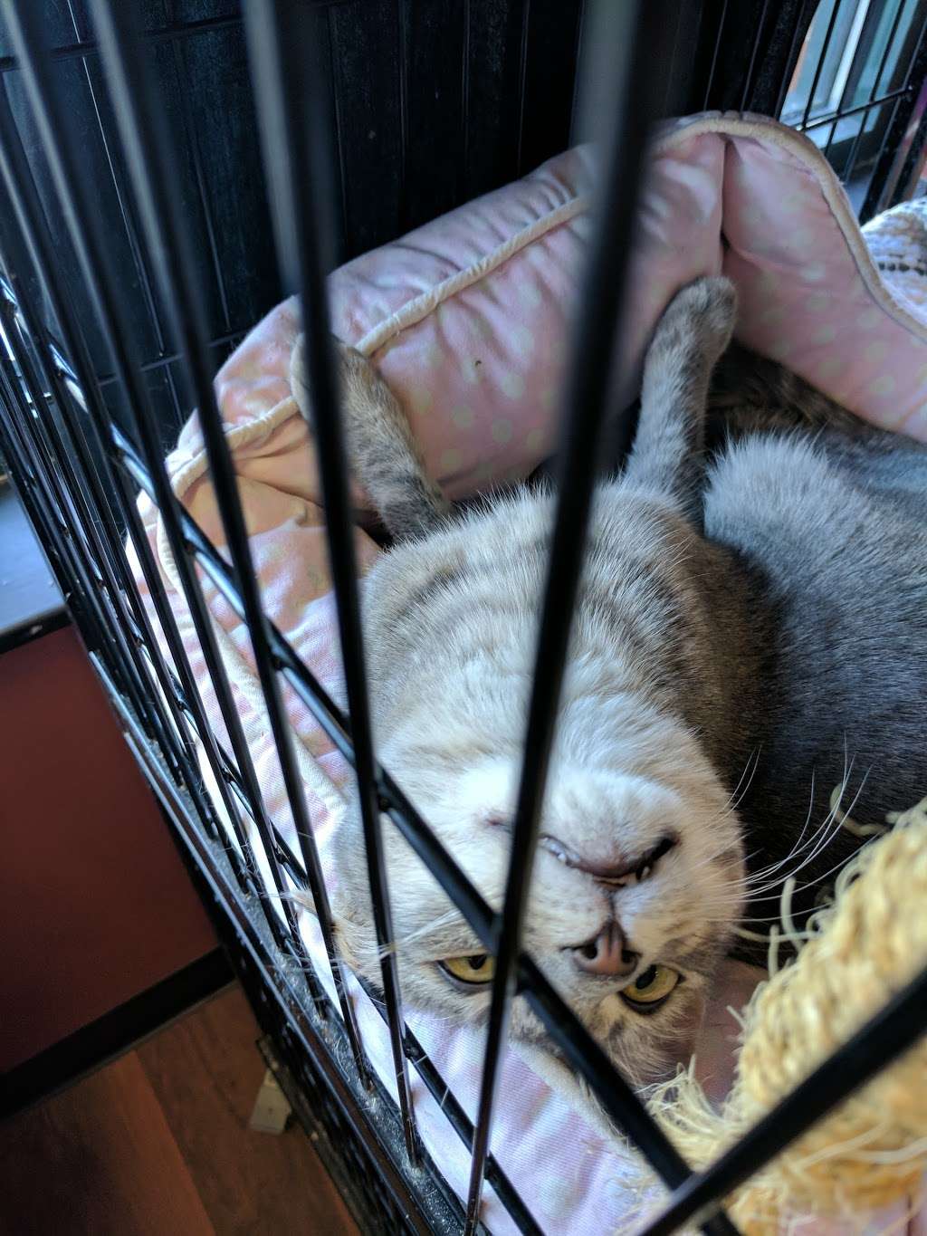 Pet Valu | 1308 Main Chapel Way, Gambrills, MD 21054, USA | Phone: (410) 451-1585