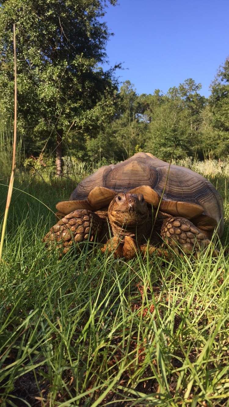 Forest Animal Rescue (BY APPOINTMENT ONLY) | 640 NE 170th Ct, Silver Springs, FL 34488, USA | Phone: (352) 625-7377