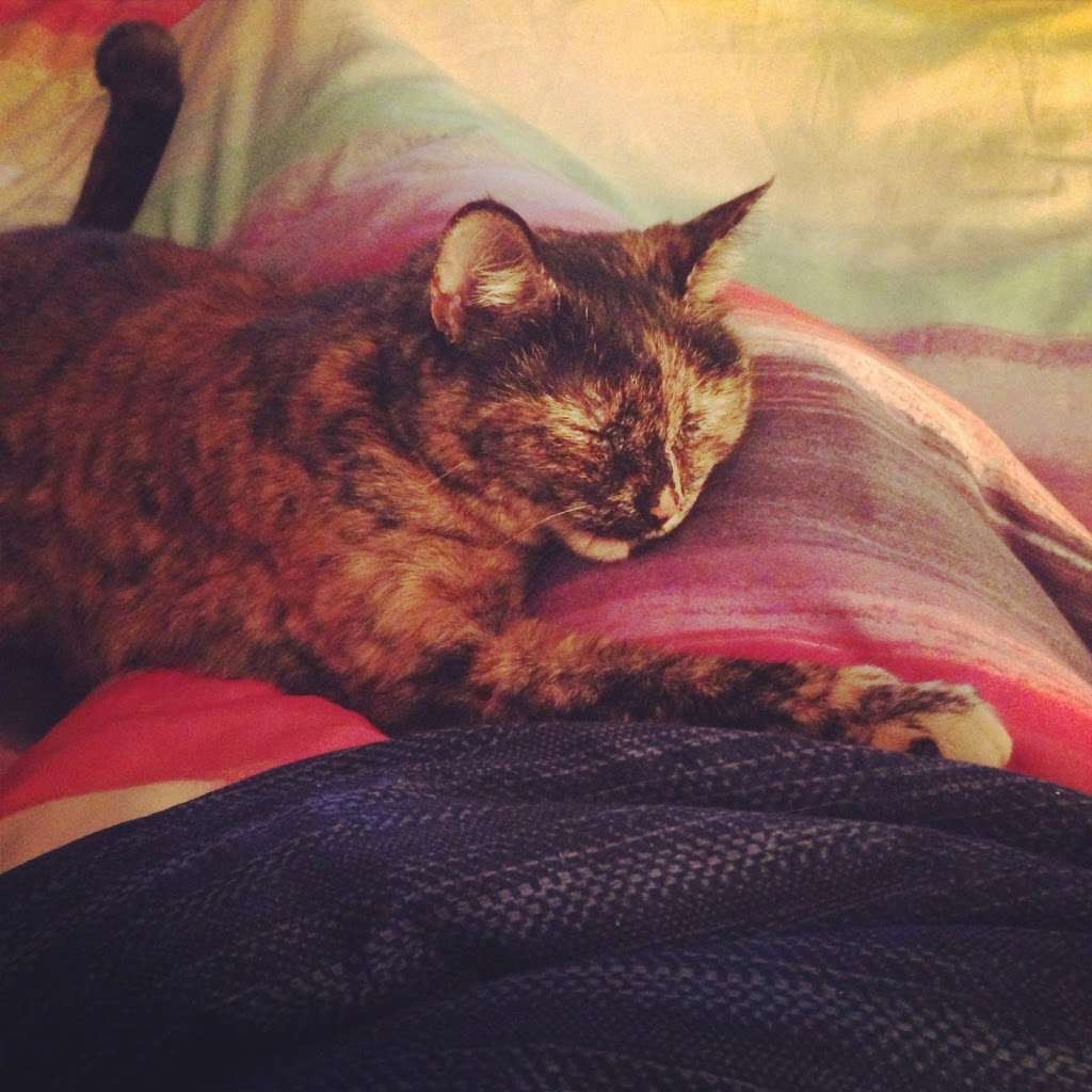 National Capital Animal Services | 14630 Balsam Ct, Swan Point, MD 20645, USA | Phone: (202) 670-6095