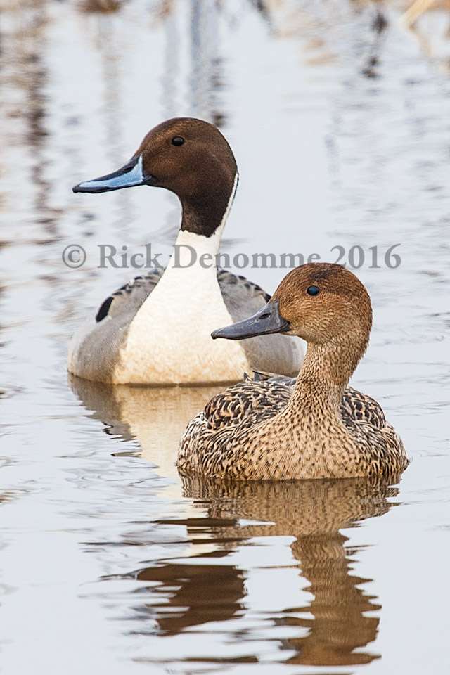 Blackwater National Wildlife Refuge | Maryland