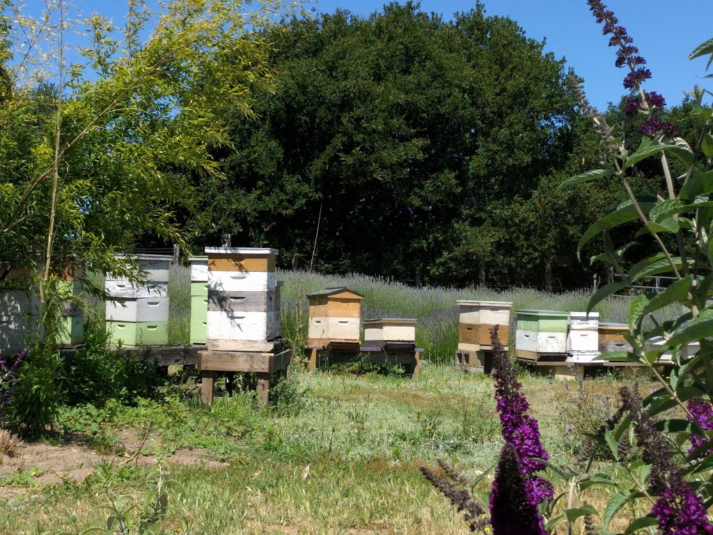 Lavender Bee Farm | 746 Chapman Ln, Petaluma, CA 94952, USA | Phone: (707) 789-0554