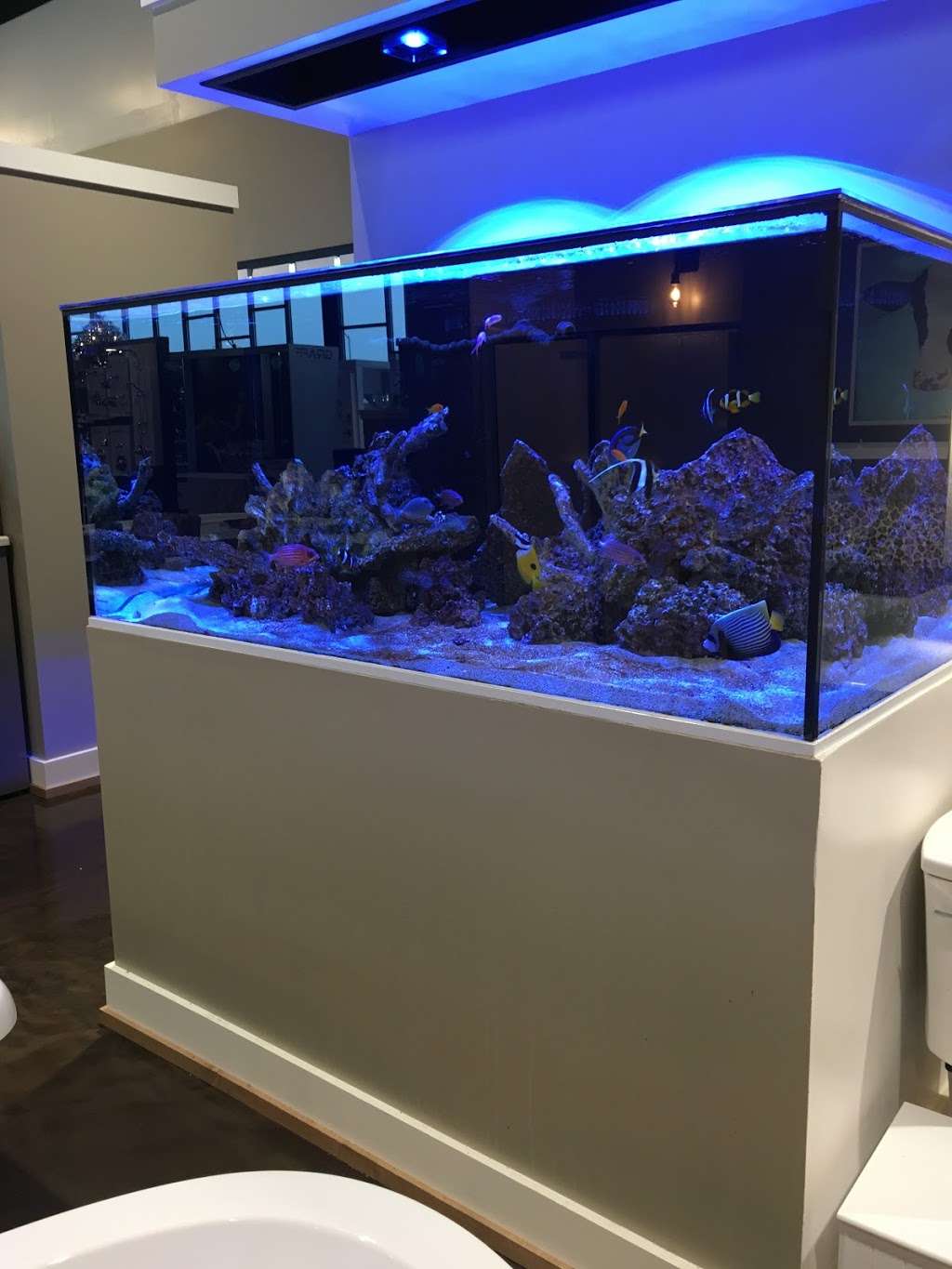 Aquatic Realmz Aquarium Maintenance & Design | 3550 S 108th St Suit B, Greenfield, WI 53228, USA | Phone: (414) 800-5825