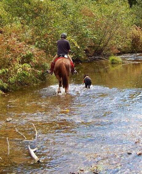 Serene Horse Ranch | 61 Co Rd 560, Branchville, NJ 07826, USA | Phone: (201) 841-9754