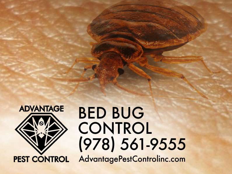 Advantage Pest Control, Inc | 239 Boston St #209, Topsfield, MA 01983 | Phone: (978) 561-9555