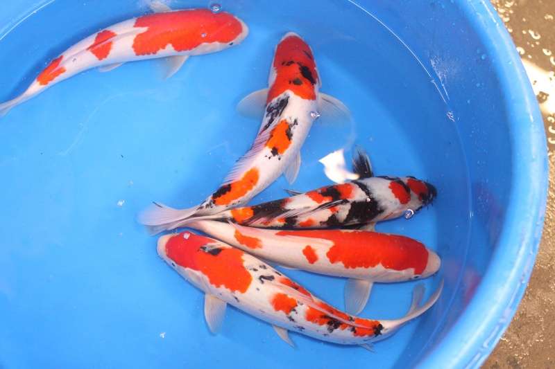 sunset custom koi ponds | 5296 Morris Rd, Pittsville, MD 21850, USA | Phone: (410) 422-3942