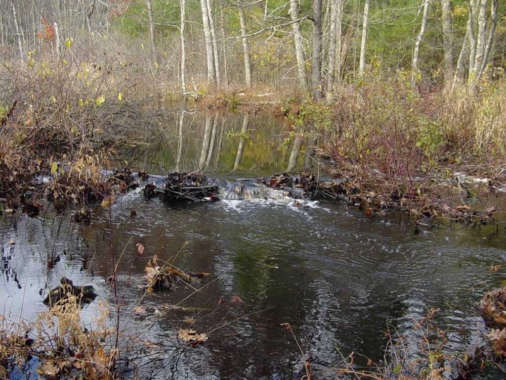 Beaver Trapper / Wildlife Trapper Co. | Wildlifetrapper@gmail.com, Please email your job request, Map marker shows recent beaver activity, Boxford, MA 01921, USA | Phone: (781) 389-3200