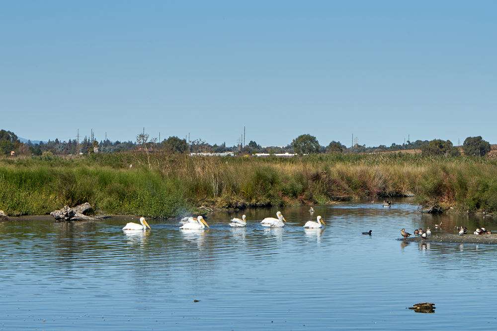 Pelican Nesting View | Adobe Creek Loop Trail, Palo Alto, CA 94303, USA