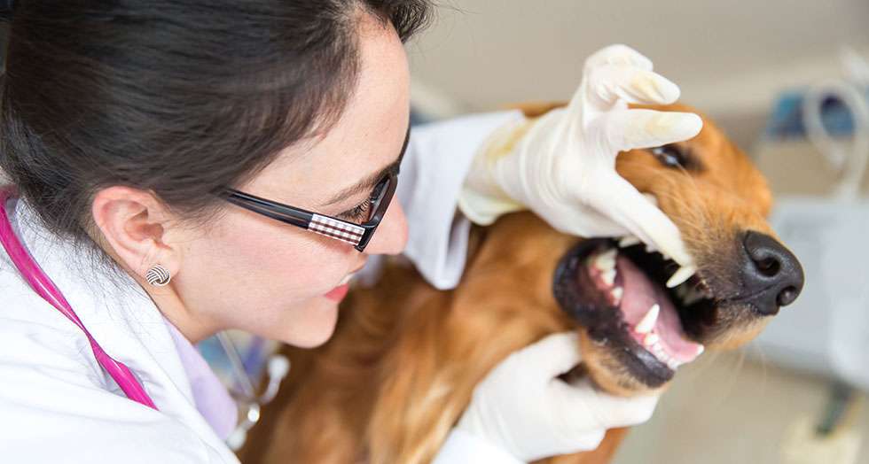Animal Clinic Of Tower Drive | 303 Tower Dr, Middletown, NY 10941, USA | Phone: (845) 695-1323