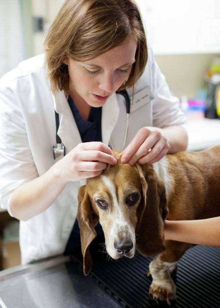 VCA Bellevue Veterinary Hospital | 13655 NE 8th St, Bellevue, WA 98005, USA | Phone: (425) 747-1770