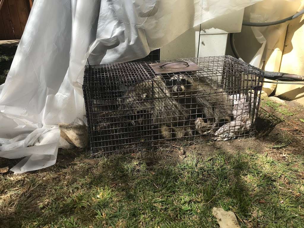 Advanced Wildlife Removal | 2209 E Santa Clara Ave apt e, Santa Ana, CA 92705, USA | Phone: (949) 393-2201