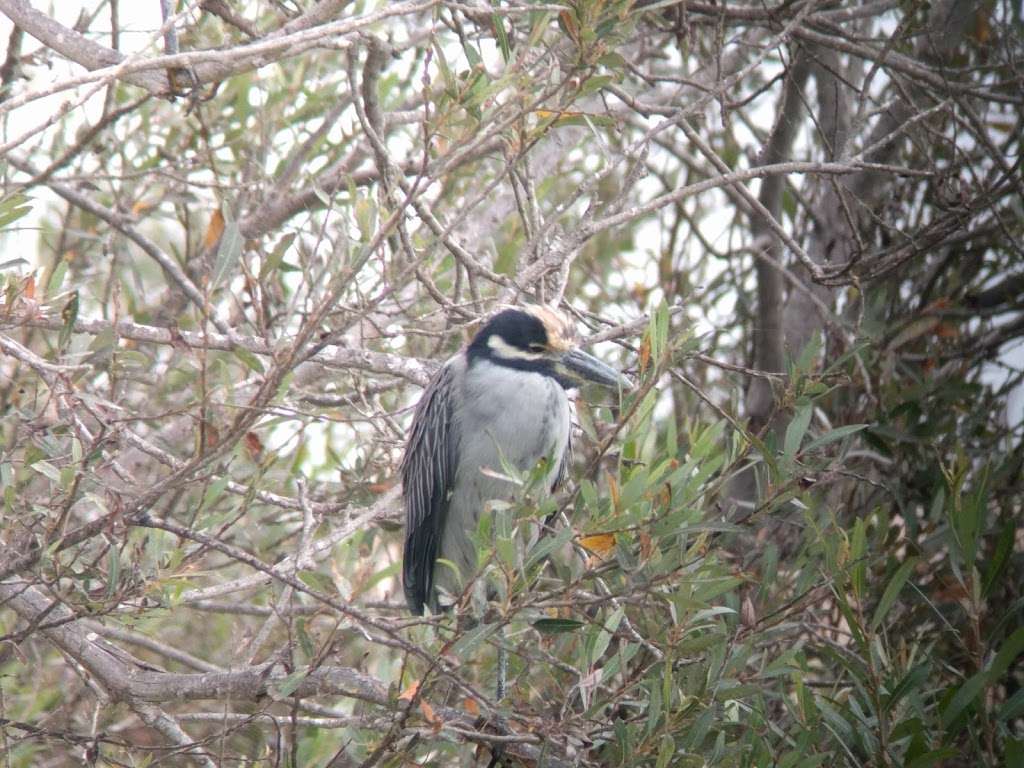 Ventura Harbor Ecological Reserve | 1400 Angler Ct, Ventura, CA 93001