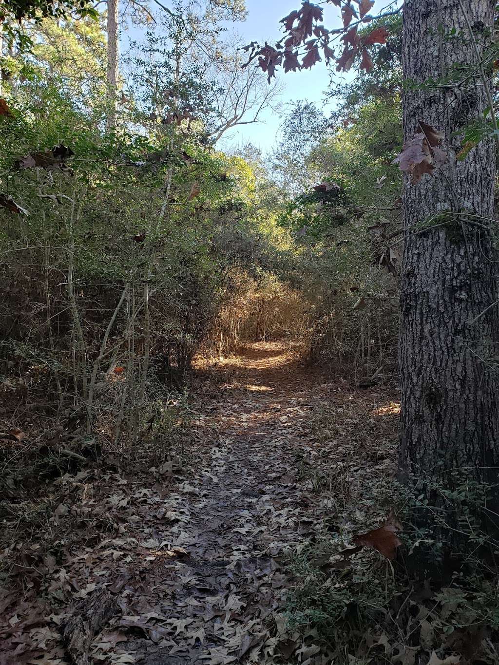 Lone Star Hiking Trail - Big Creek Primitive Campsite | Coldspring, TX 77331, USA | Phone: (936) 344-6205