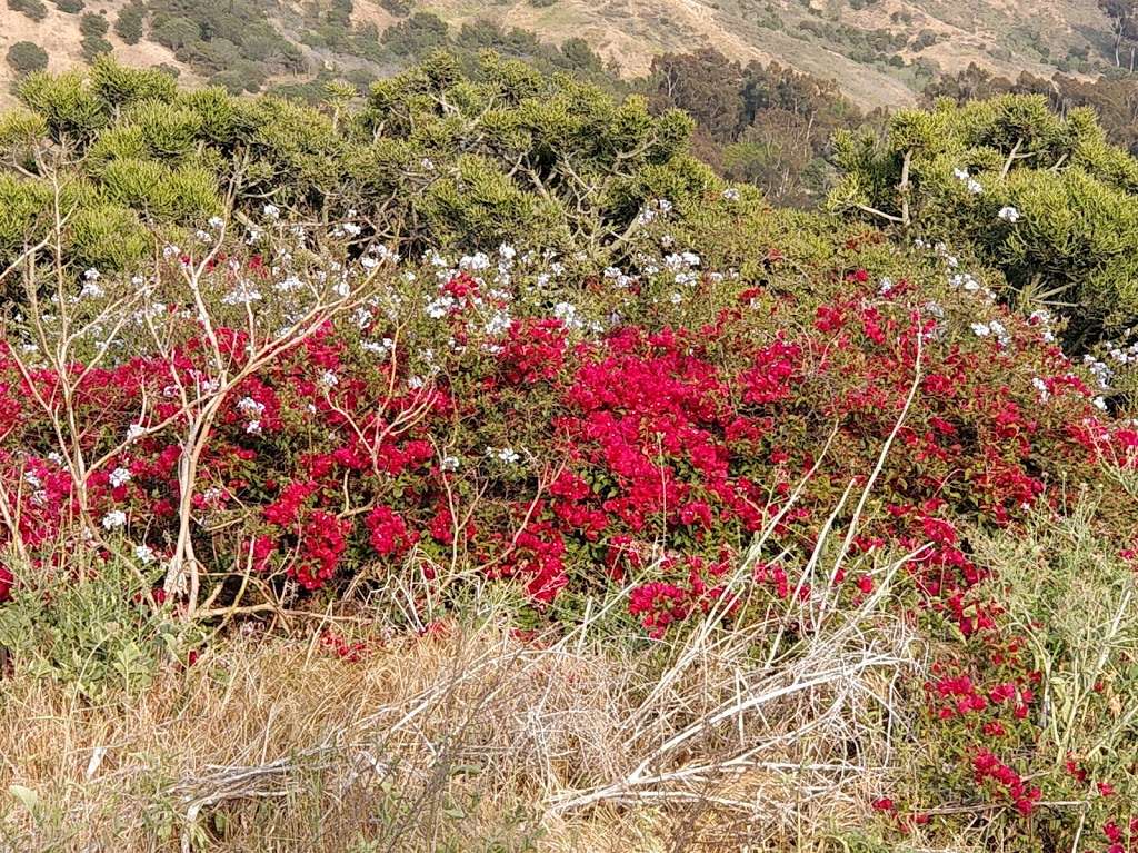 Baldwin Hills Scenic Overlook | 6300 Hetzler Rd, Culver City, CA 90232, USA | Phone: (310) 558-5547