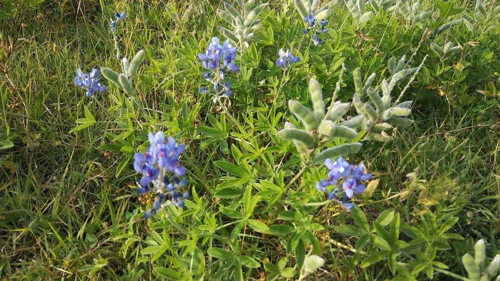 Camp Bovay - Boy Scout Camp | 3450 County Rd 317, Navasota, TX 77868, USA