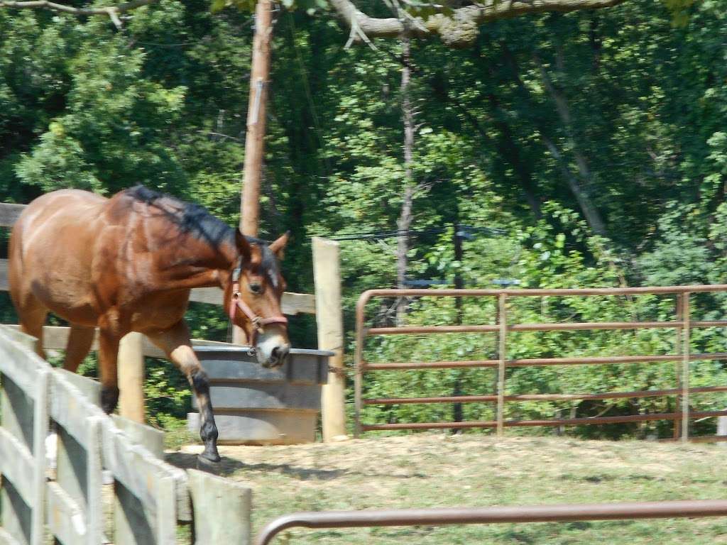 Wheaton Park Stables | 1101 Glenallan Ave, Wheaton-Glenmont, MD 20902, USA | Phone: (301) 622-2424