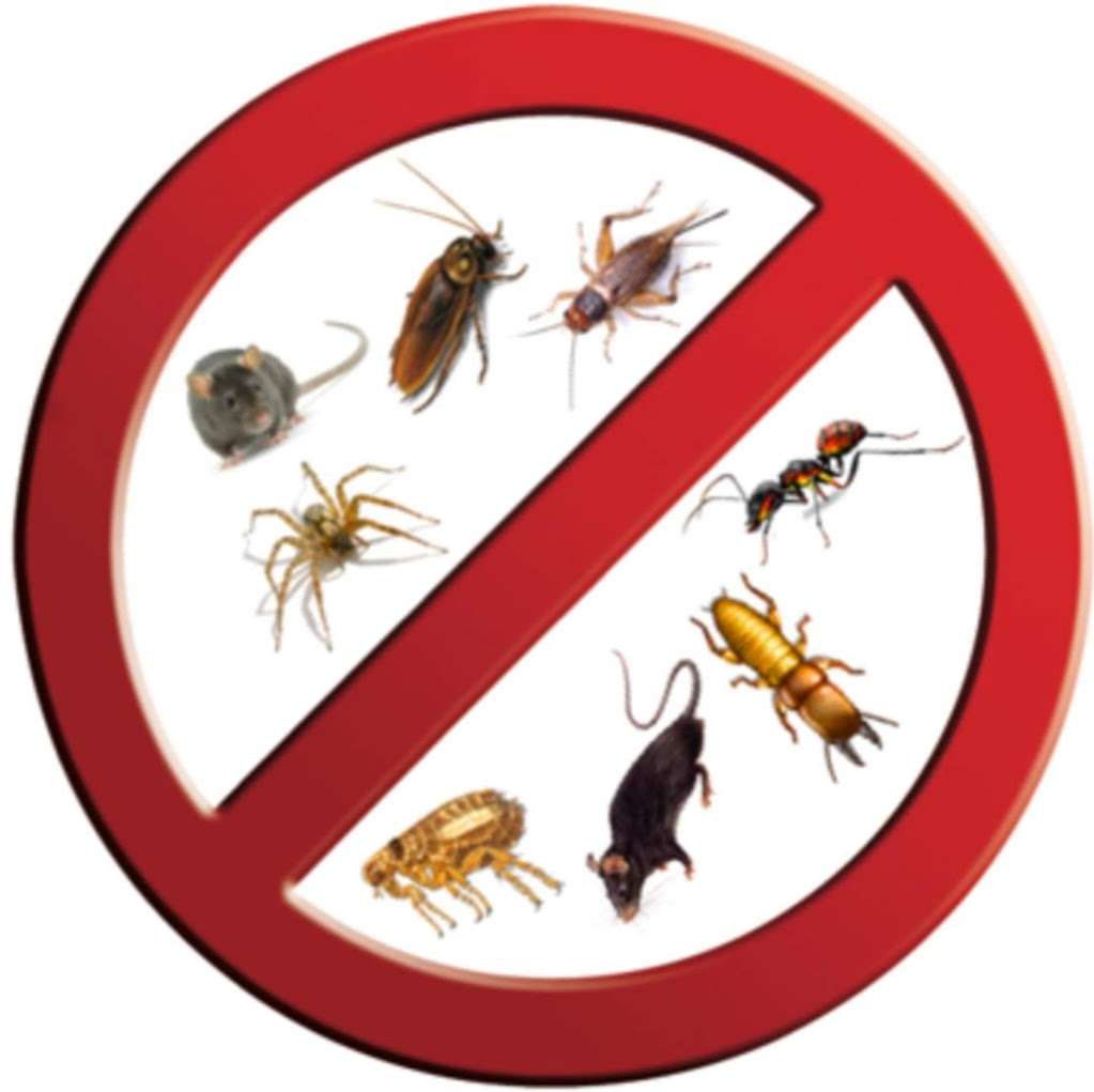 Bugbusters Pest Control | Clifton Rd, Hornchurch RM11 1BU, UK | Phone: 07951 602800