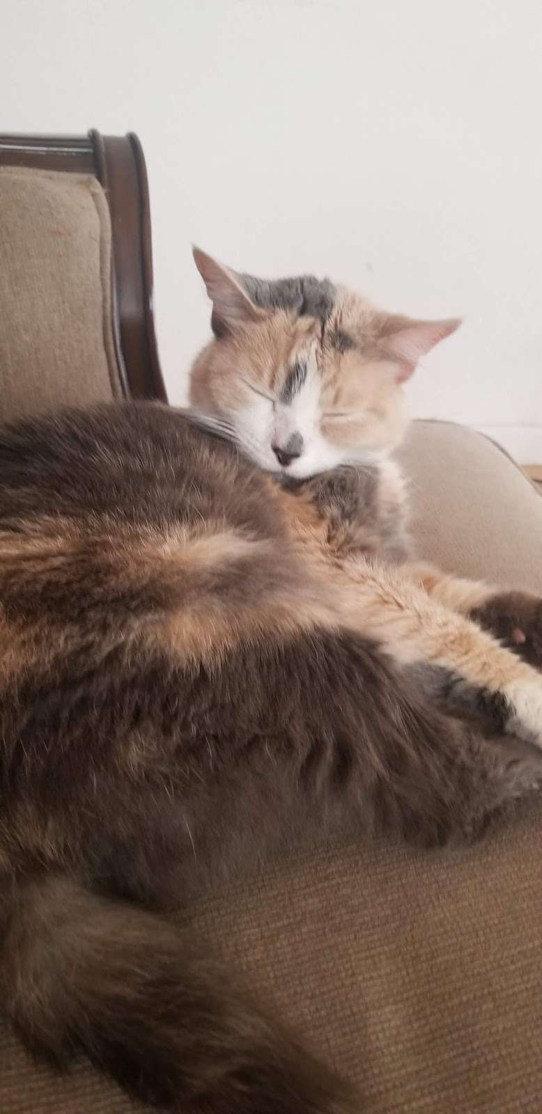 East Orange Animal Hospital | 152 Central Ave, East Orange, NJ 07018, USA | Phone: (973) 676-7799