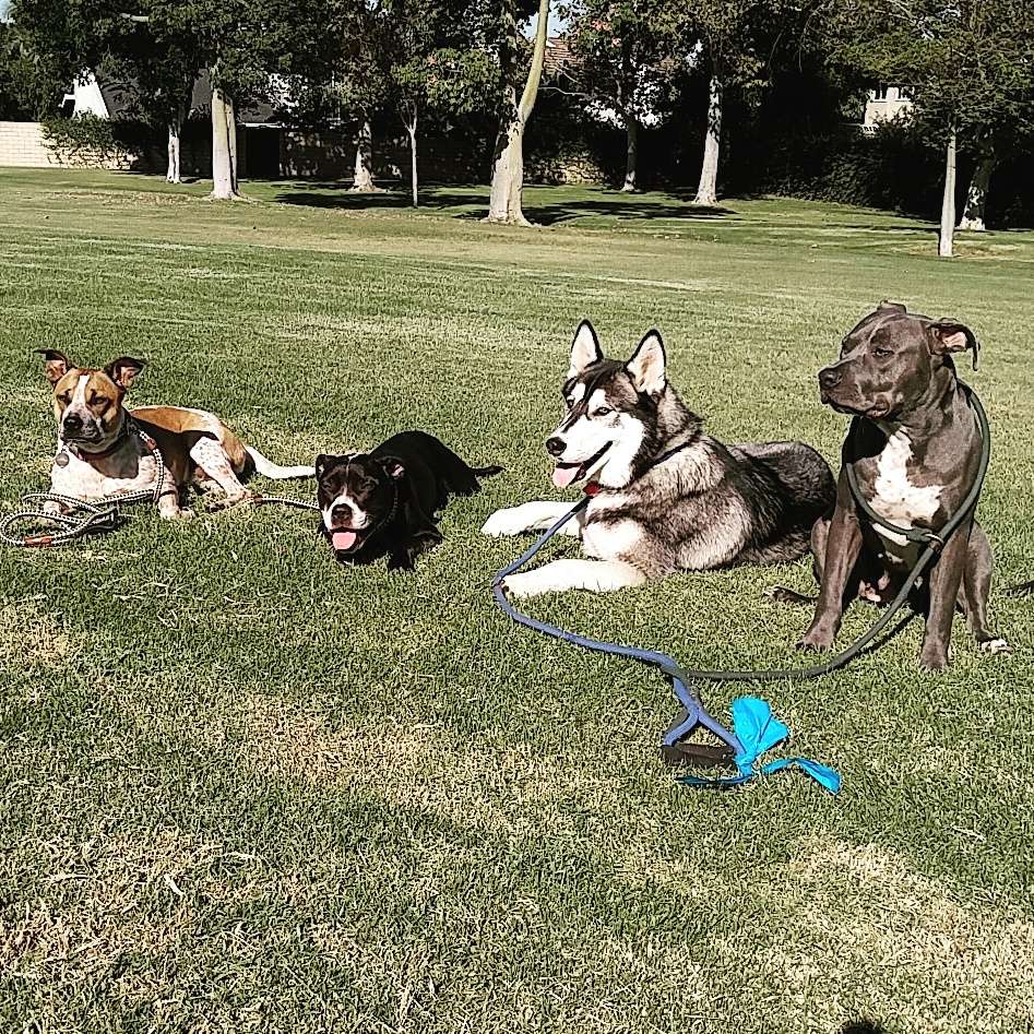 Balanced Alpha Dog | Regency Ln, Lake Forest, CA 92630, USA | Phone: (949) 433-9482