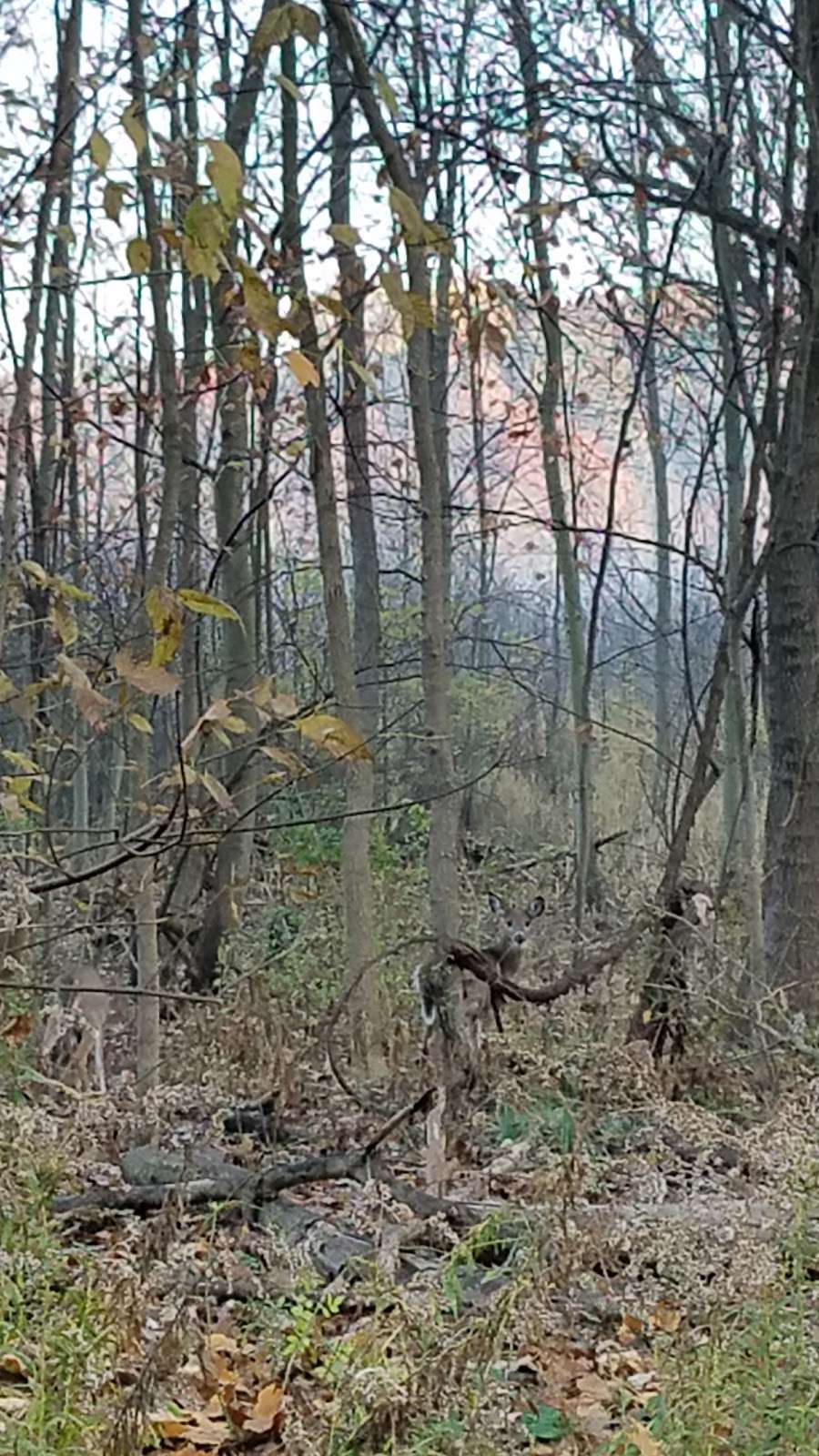 Mud Lake Bog Nature Preserve | 905 E Elm Valley Rd, Buchanan, MI 49107, USA