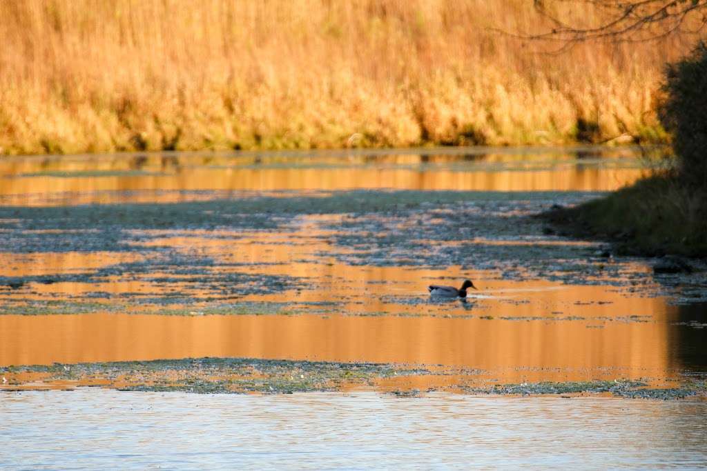 Buffalo Creek Forest Preserve | 18163 W Checker Rd, Long Grove, IL 60047, USA | Phone: (847) 367-6640