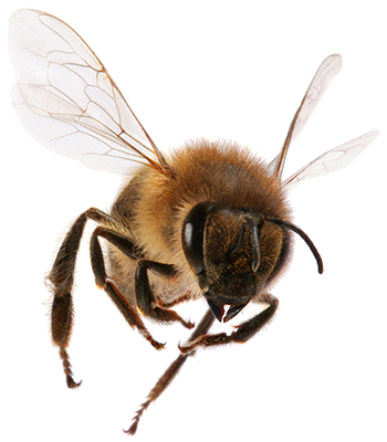 Ortas Professional Pest Control | 3029 Main St A, Ingleside, TX 78362, USA | Phone: (361) 238-4889