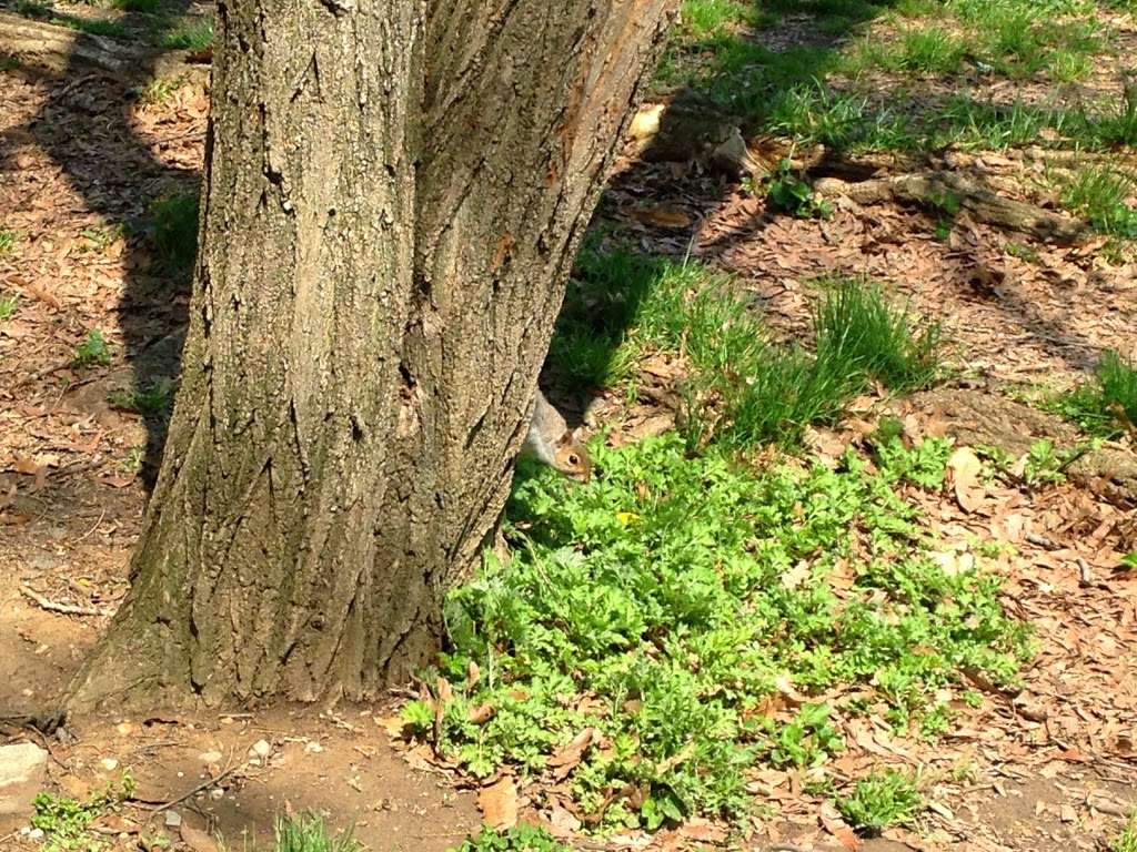 Virginia Highlands Park | 1600 S Hayes St, Arlington, VA 22202, USA | Phone: (703) 228-6525 Virginia Highlands Park | 1600 S Hayes St, Arlington, VA 22202, USA | Phone: (703) 228-6525