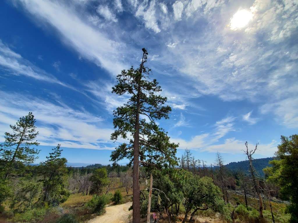 Henry Cowell Redwoods State Park | 101 N Big Trees Park Rd, Felton, CA 95018 | Phone: (831) 335-4598