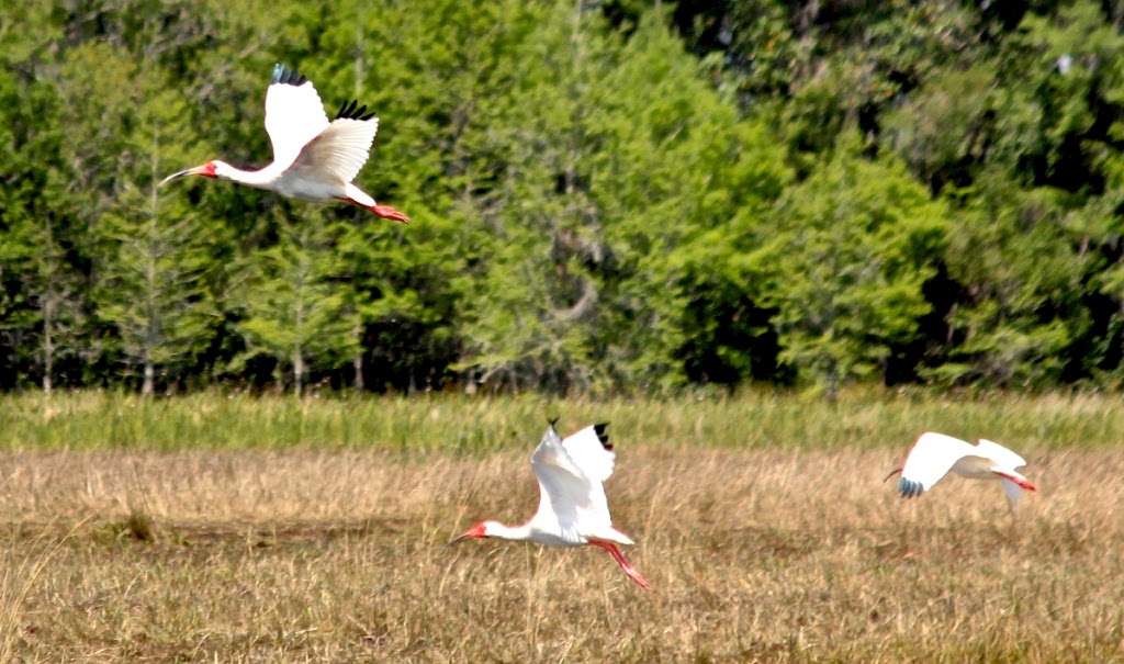 Marsh Landing Adventures / Orlando Airboat Tours | 2830 Neptune Rd, Kissimmee, FL 34744, USA | Phone: (407) 572-3561