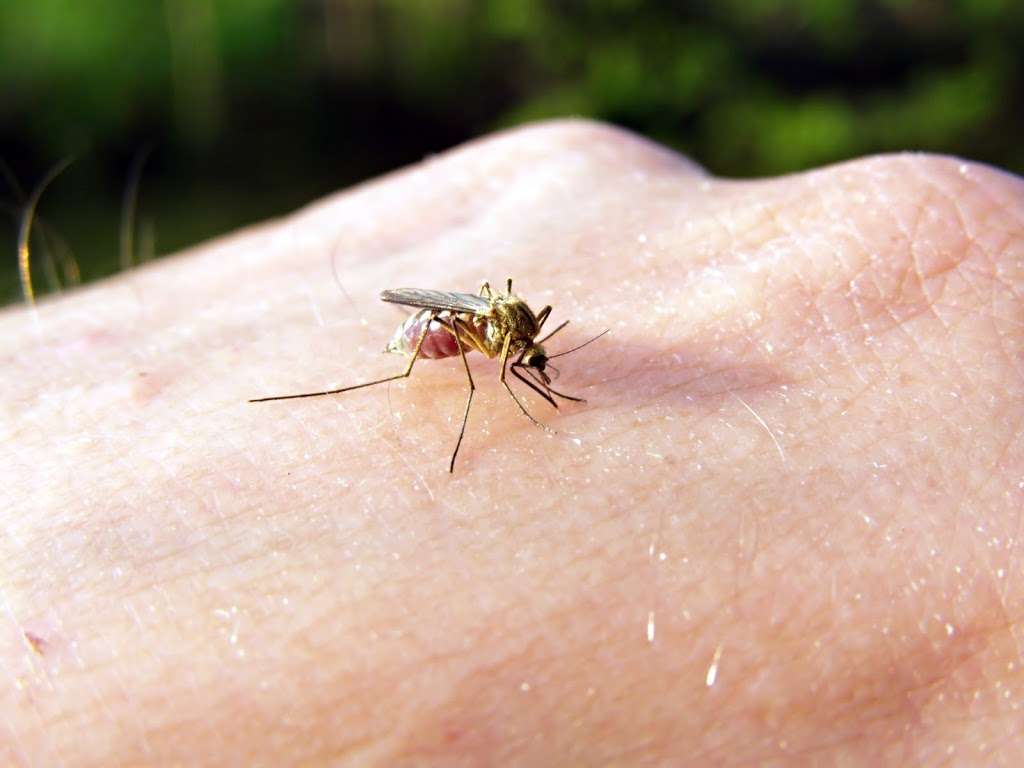 Nicks Mosquito Misting System | 1426 N Durham Dr, Houston, TX 77008 | Phone: (713) 597-8524