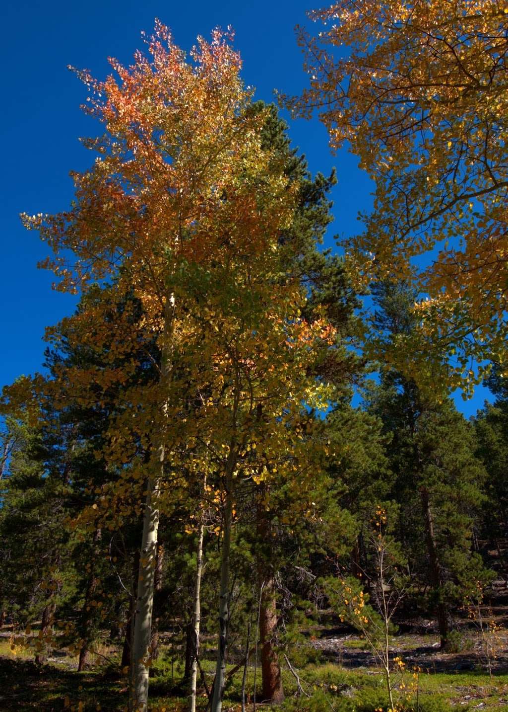 Golden Gate Canyon State Park Visitor Center | Co Rd 70, Golden, CO 80403, USA | Phone: (303) 582-3707