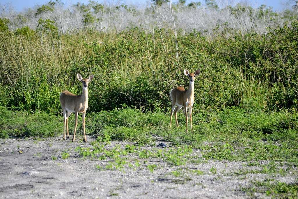 Holey Land Wildlife Management Area | Florida, USA