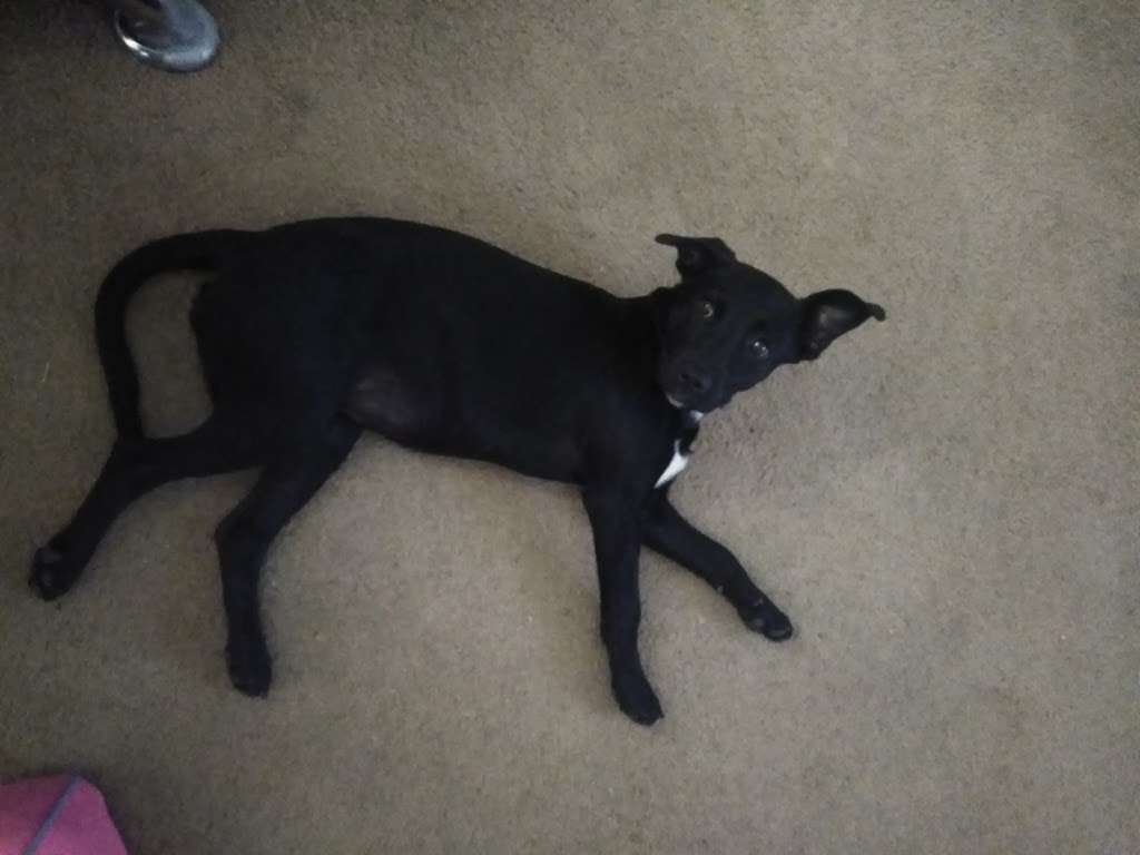 Southern Kern Veterinary Clinic, Inc | 4455 Rosamond Blvd, Rosamond, CA 93560, USA | Phone: (661) 256-8121