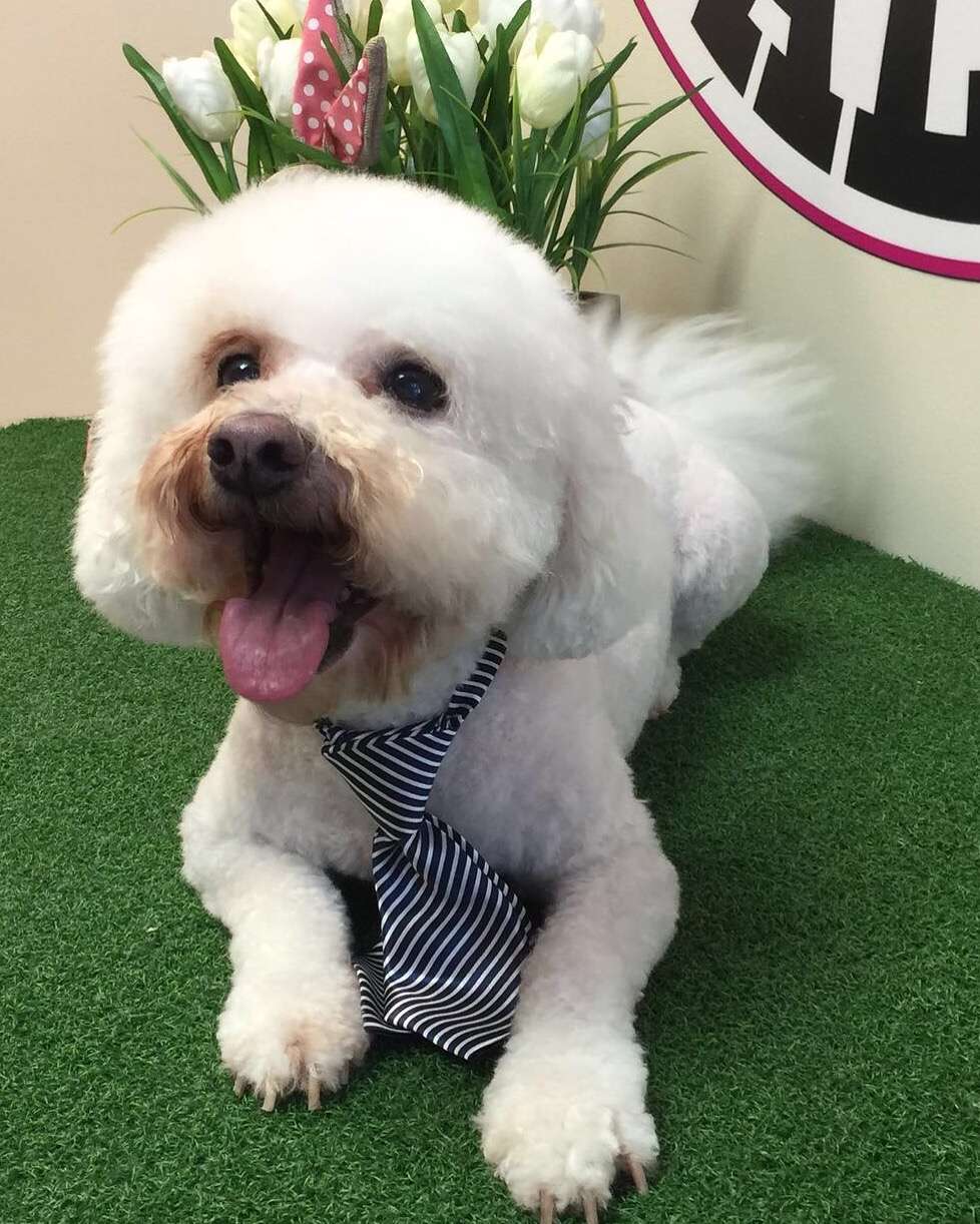 V.I.P Pets Salon | 20170 Pines Blvd #109, Pembroke Pines, FL 33029, USA | Phone: (954) 241-0222