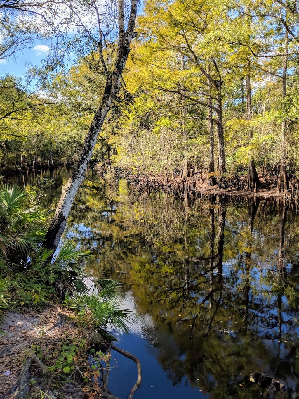 Green Swamp Wilderness Preserve | 28057 State Route 471, Webster, FL 33597, USA | Phone: (352) 796-7211