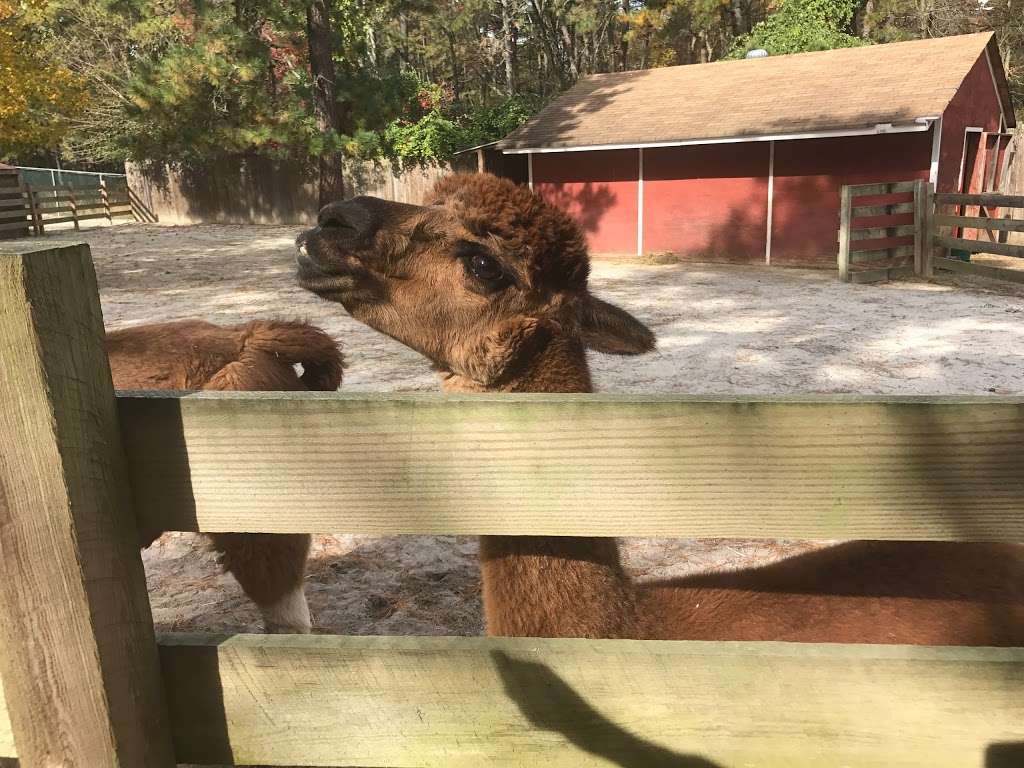 Popcorn Park Zoo | 1 Humane Way, Forked River, NJ 08731, USA | Phone: (609) 693-1900