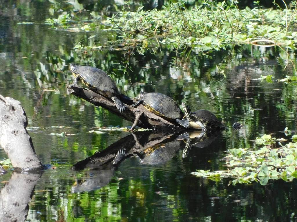 Lake Maggiore Environmental Education Center at Boyd Hill Nature | 1101 Country Club Way S, St. Petersburg, FL 33705, USA | Phone: (727) 893-7326