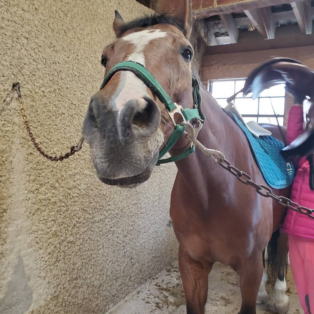 North Texas Equestrian Center - Riding Lessons & Horse Boarding  | 1765 Southview Dr, Wylie, TX 75098, USA | Phone: (972) 442-7544