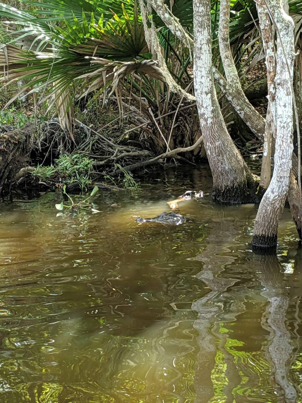 Jean Lafitte Swamp Tour | 6601 Leo Kerner Lafitte Pkwy, Marrero, LA 70072, USA | Phone: (504) 293-2338