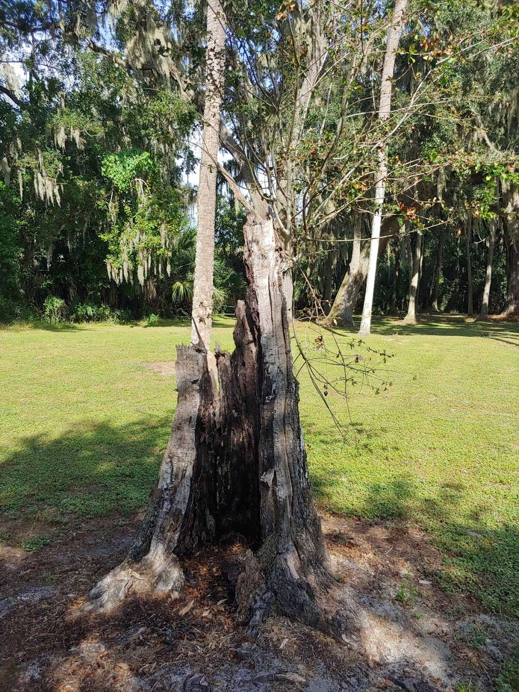 Florida Fish Guide/ Nature Tours | Magnolia Park Boat Ramp, Apopka, FL 32703 | Phone: (321) 363-6550