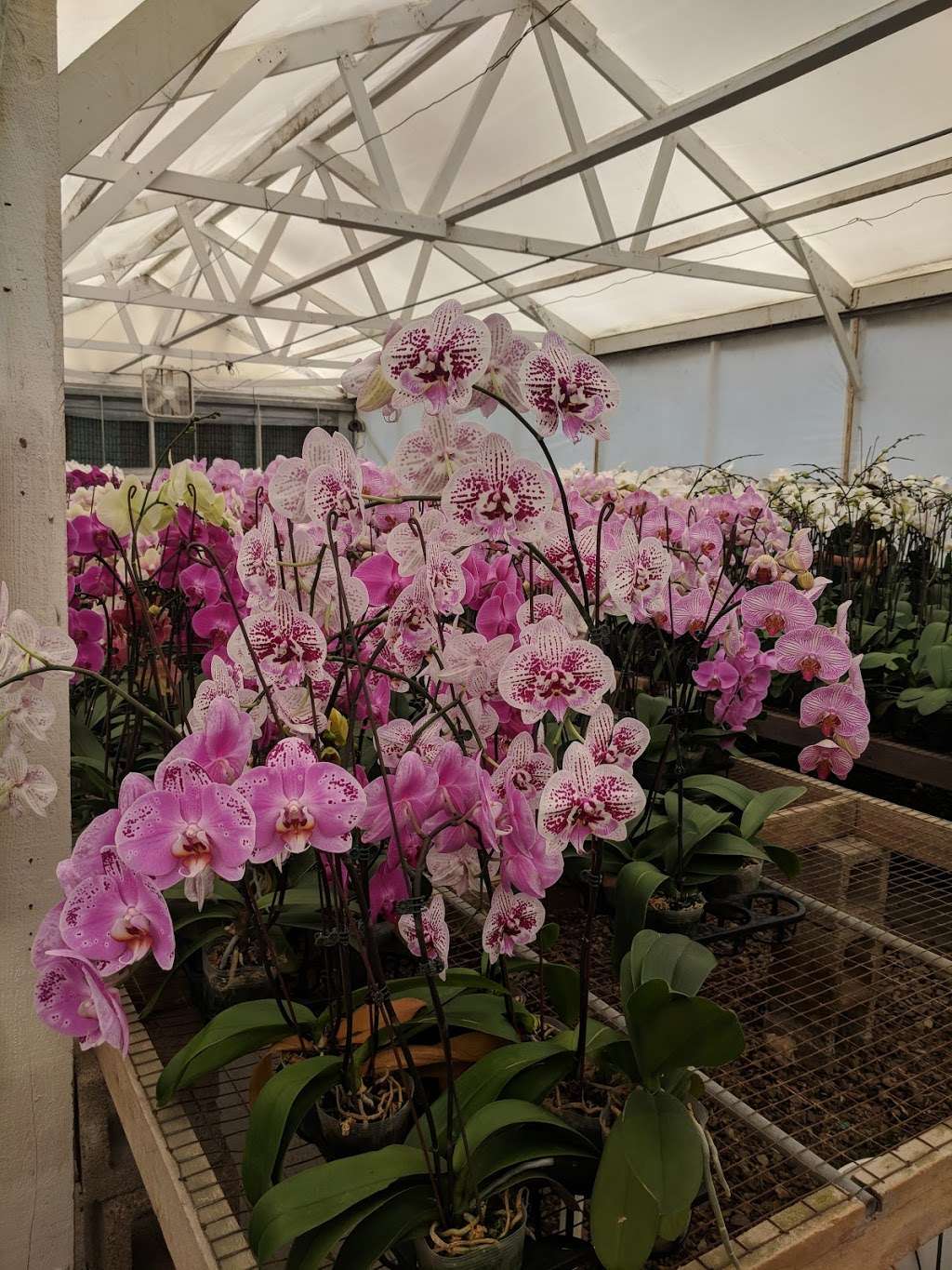 South Coast Orchids | 805 Mar Vista Dr, Vista, CA 92081, USA | Phone: (760) 940-8000